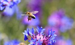 Arıcılar 'tarım ilacı' tehdidi altında! Bu uygulamalar arıları öldürüyor
