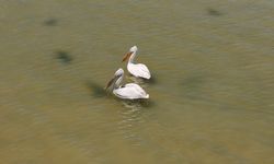 Kuraklıkla boğuşan Burdur Gölü'nün kuşları yaşam mücadelesi veriyor