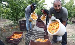 Hatay'da kayısı hasadı başladı! Bahçede kapış kapış gidiyor... Tüketici fiyattan memnun değil