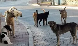 Antalya’da yine sokak köpeği saldırısı