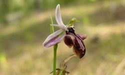 Antalya'ya özgü o orkide türü soyunu sürdürme mücadelesi veriyor