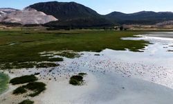 Burdur'daki gölü flamingolar renklendirdi