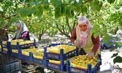 Denizli'de erkenci kayısı çiftçinin yeni gelir kapısı oldu