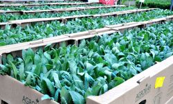 Muğla o ürünün üretim üssü olacak! Yetiştiren paraya para demeyecek