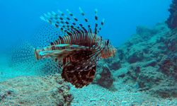 Kemer’de sualtının güzelliği fotoğraflara döküldü