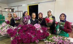 Antalya'da yetişen çiçekler 100 bin anneyi mutlu edecek!