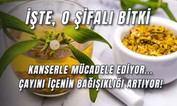 Kanserle Mücadele Ediyor… Bu Otun Çayını İçenlerin Bağışıklığı Güçleniyor!
