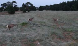 Salda Gölü kenarına 4 kızıl geyik daha bırakıldı!