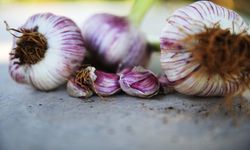 Bu sarımsak çok farklı! Muğla’da hasadı başladı