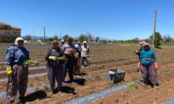 Tarlada izleri var ama markette sözleri yok! 1 günlük yevmiyle 1 kilo et alamıyorlar