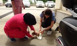 Manavgat Devlet Hastanesi'nde yavru kedi operasyonu! Tatlılığına dayanamayıp sahiplendi