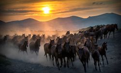 Antalya'nın uçsuz bucaksız Toros Dağları'ndaki özgürlük simgesi! Yılkı atlarının hikayesi