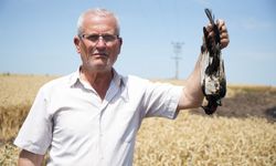 Edirne'de bir kuş tarlada yangın çıkardı! Çiftçinin zararı büyük