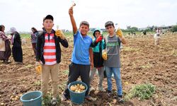 Adana'da ferahlatan mola! Patates tarlasında çalışan çocukların 'dondurma' keyfi