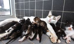 Alanya’da barınakta yeni dönem!