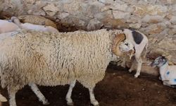 Antalya'da 'koyun kırkma' telaşı başladı!
