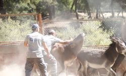 Antalya’da bu bayram kaçan kurban olmayacak! Kurban yakalama timi göreve hazır