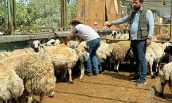 Oda başkanı ateş püskürdü: Kurbanlıklar elde kaldı