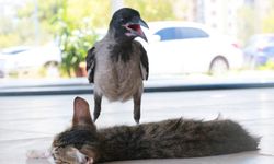Kargaların en zekisi! Antalya'da Alacalı'dan kedi oyunu