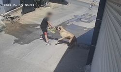 Antalya'da sahipsiz köpeğin saldırdığı çocuk yaralandı