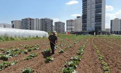 Onlar fide dikiyor, müteahhitlerse apartman... Acınası hali böyle anlattı