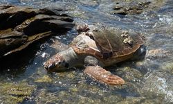 Muğla’da sahilde dolaşan iki genç ölü caretta caretta buldu