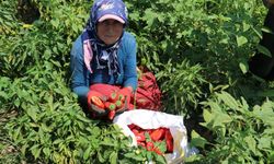 Hatay'da çiftçiler acının ve sıcağın ortasında! En acı hasatta bereket heyecanı