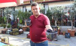 Antalya Elmalı'da tilki kuyruğu hasadı başladı! Bağışıklık dostu, kanser düşmanı
