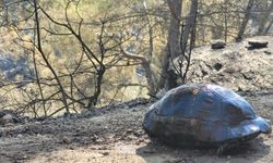 Muğla'da yangından kurtarılan kaplumbağaya sevgi eli