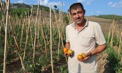 Adanalı muhtar imkansızı başardı! Dağlık ve susuz mahallede domates yetiştirdi