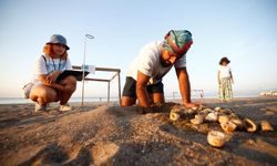 Antalya’da otellerin sahillerindeki caretta caretta yuvaları hassasiyetle korunuyor