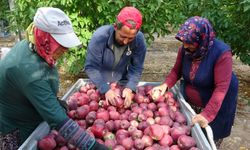 Gül ile lavantanın pabucu dama atıldı! Isparta'da elma hasadı başladı