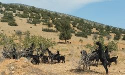 Korkuteli'nde çiftçinin yıllarca verdiği emek boşa gitti! Keçiler bahçeyi talan etti