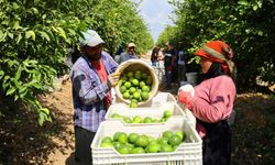 Adana'da geçen yıl depoda çürüyen limonlar bu yıl tarlada 8-10 lira