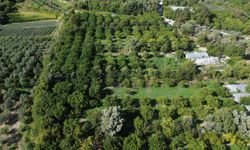 Hatay'da erkenci mandalina hasadında işçi sorunu