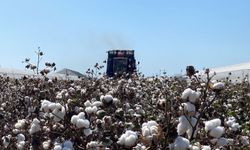 Antalya çiftçisine müjde! Pamuk alım fiyatları açıklandı!