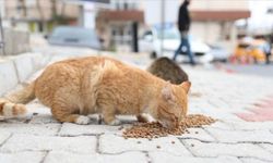 Sokak hayvanlarına mama bırakmak istediler bıçakla yaralandılar