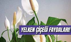 Yelken Çiçeği Faydaları Neler? Neye İyi Gelir? Anlamı Nedir?