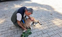 Anamur'da vefalı çobandan yaralı dağ keçisine şefkat eli