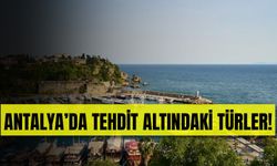 Antalya'da Tehdit Altında Bulunan Türler Açıklandı