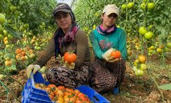 Aksu'da domates hasadı coşkusu! Kadın çiftçi destek bekliyor