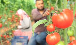 Antalya’da tüketicilerin domatese ulaşması hayal olacak!