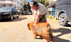 Antalya'da engelli köpek için itfaiye seferber oldu