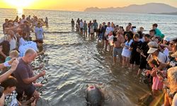 Muğla’da tedavisi tamamlanan caretta caretta denizle buluştu