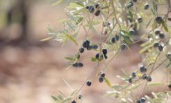 Antik dönemden günümüze uzanan zeytin üretimi! Bu yıl yüzde 45 arttı