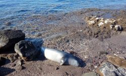 Bodrum'da karaya ölü fok vurdu