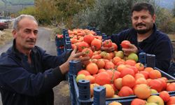 Mersin'e kış geldi ama hasat sürüyor! 550 rakımda tarla domatesi...