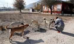 İçişleri Bakanı Yerlikaya talimat verdi: Sahipsiz köpekler toplatılacak