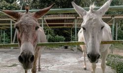 TÜİK’ten dikkat çeken istatistik: At ve eşeklerde büyük azalma var