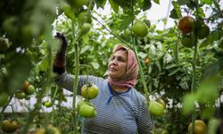 Antalya'da domatesin seradan markete yolculuğu! Yüzde 175 fiyat artışı... İnanılır gibi değil